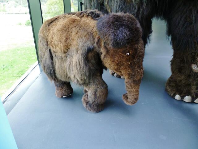 ... zum knuddeln der Kleine !