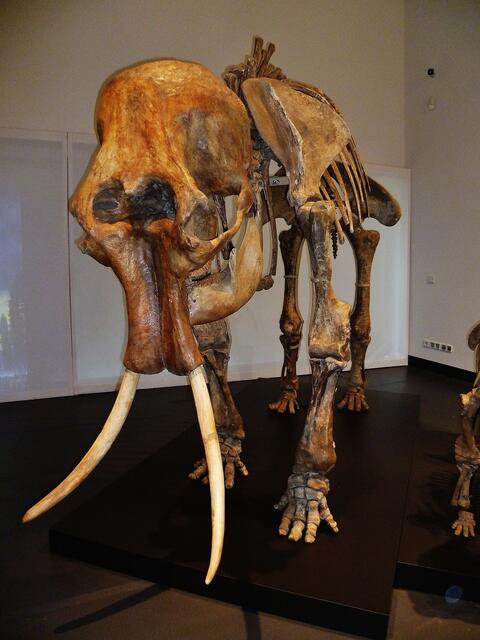 EISZEITRIESEN .... Mammuts und Höhlenbär in Nebra !