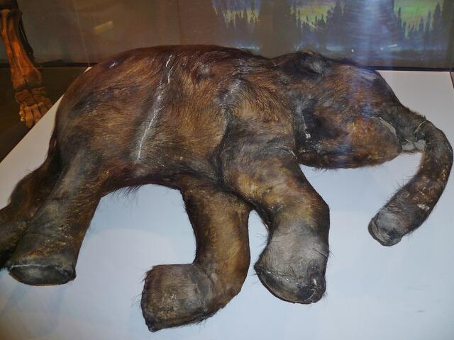... besterhaltenes Mammutbaby ...