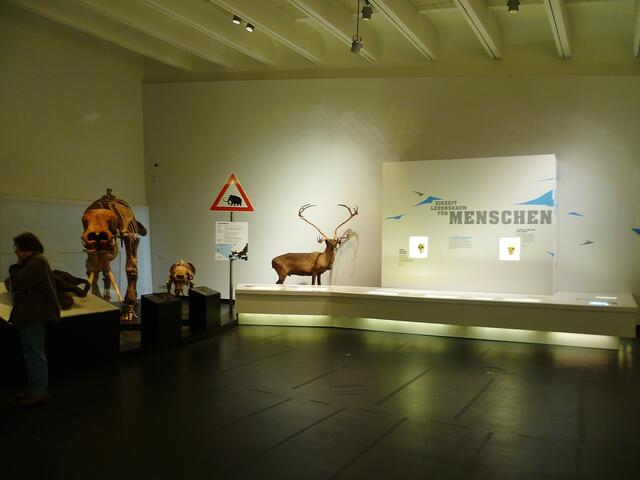 EISZEITRIESEN .... Mammuts in Nebra (Blick in die Ausstellung) !