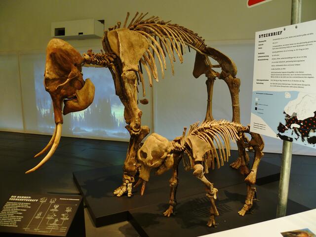 Originale Skelette von Mammut und Höhlenbär !