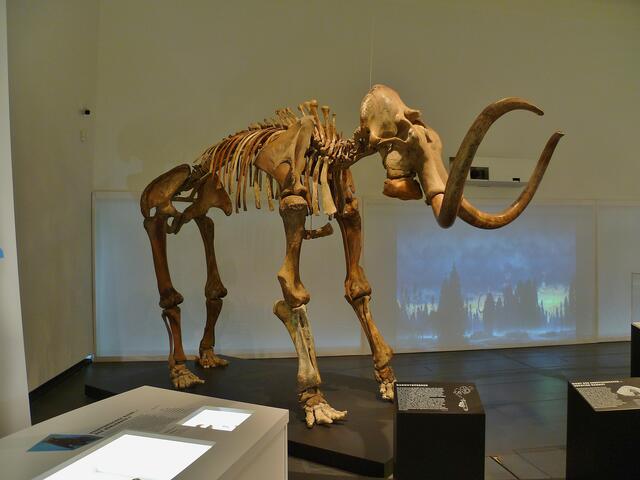 Original Skelett von einem Mammut !