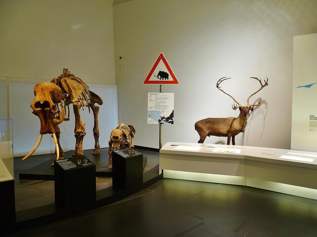 EISZEITRIESEN .... Mammuts in Nebra (Blick in die Ausstellung) !