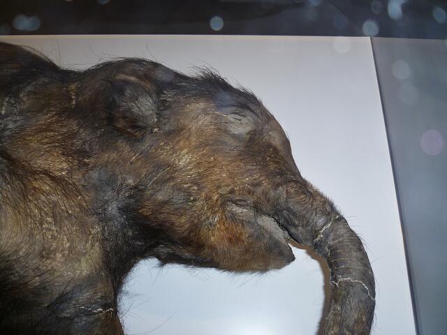 ... das vor 40 000 Jahren im Schlamm erstickt ist !