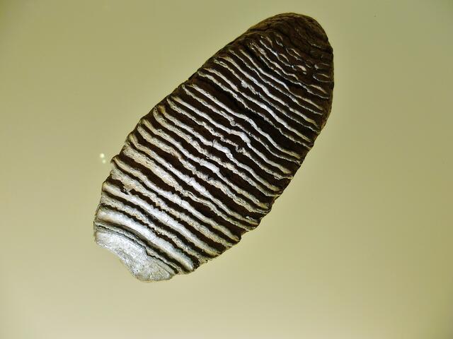 Backenzahn eines Mammuts !