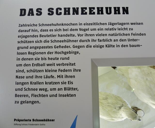Das Schneehuhn ... !