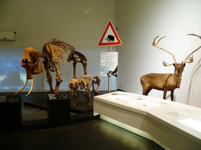 EISZEITRIESEN .... Mammuts in Nebra (Blick in die Ausstellung) !