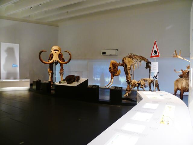 EISZEITRIESEN .... Mammuts in Nebra (Blick in die Ausstellung) !