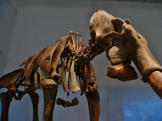 Original Skelett von einem Mammut !