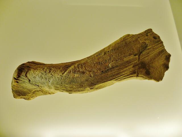 .... Riesenhirsches !