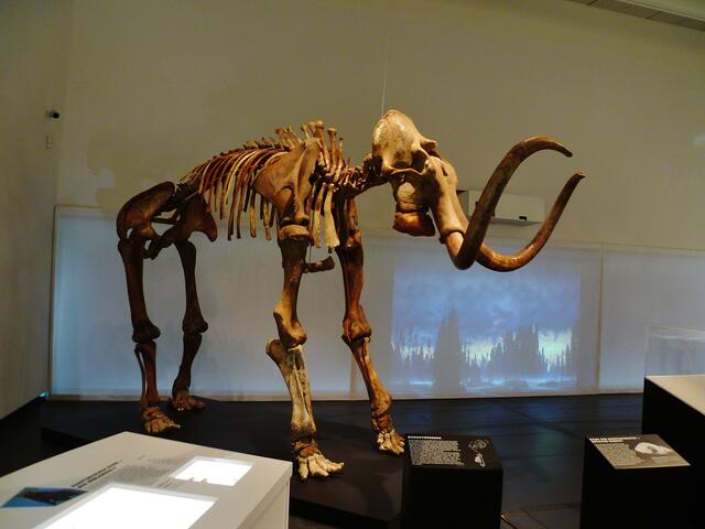Original Skelett von einem Mammut !