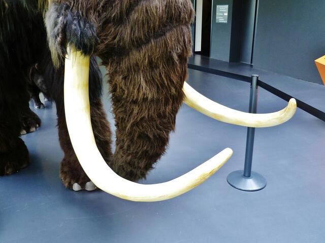 Gewaltige Stoßzähne !