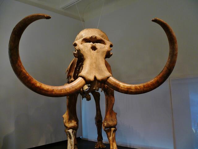 Original Skelett von einem Mammut !