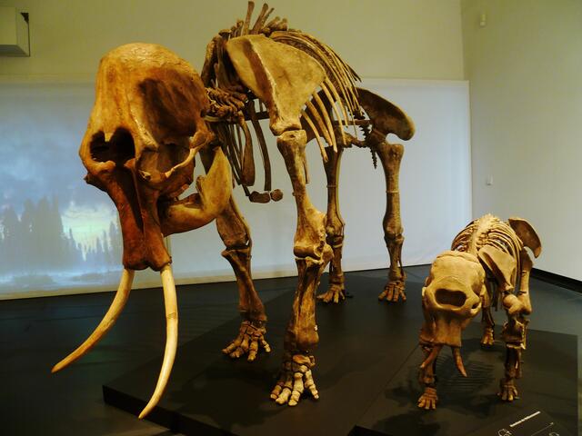 EISZEITRIESEN .... Mammuts und Höhlenbär in Nebra !