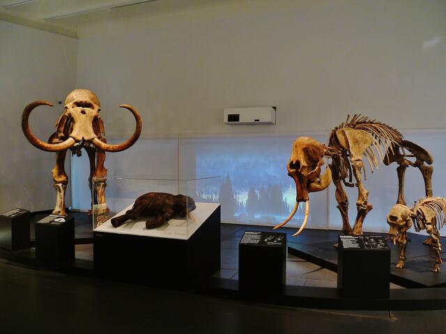 EISZEITRIESEN .... Mammuts in Nebra (Blick in die Ausstellung) !