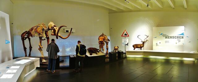 EISZEITRIESEN .... Mammuts in Nebra (Blick in die Ausstellung),Panorama !