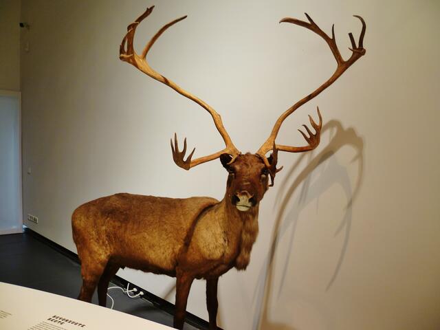 Riesenhirsch !