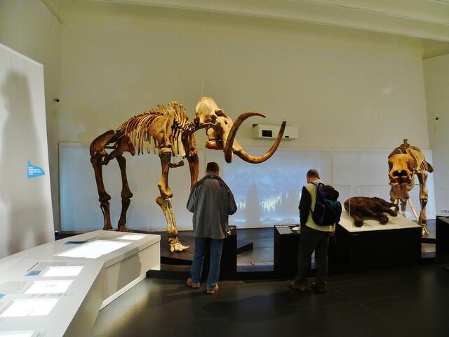 EISZEITRIESEN .... Mammuts in Nebra (Blick in die Ausstellung) !