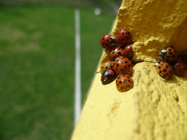 Marienkäferversammlung !