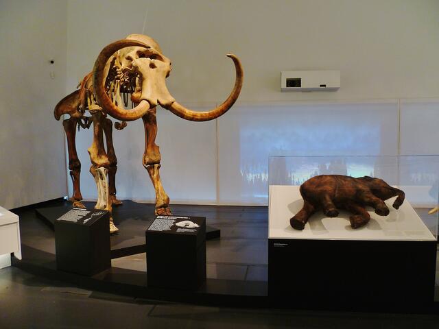EISZEITRIESEN .... Mammuts in Nebra (Blick in die Ausstellung) !
