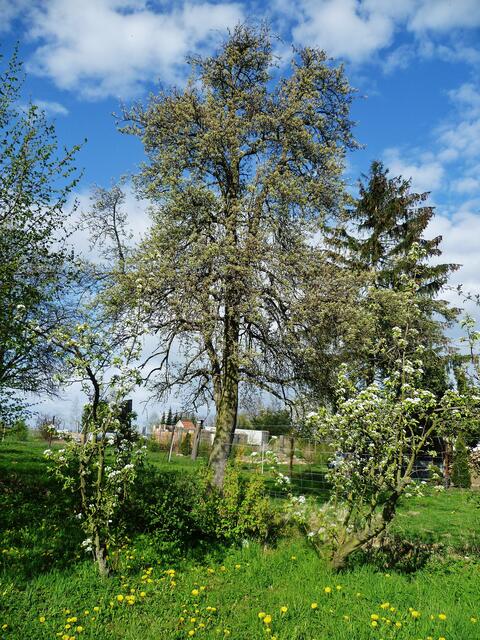 Birnenblüte am 23.4.2012 !