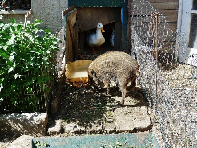 Henryjette im Entenstall am 28.4.2012 !