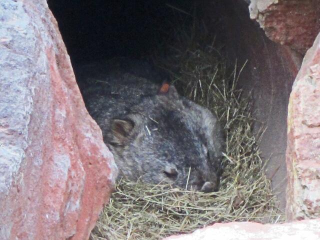 Erlebnis-Zoo Hannover.                                                         Der Nacktnasenwombat liegt tagsüber in seinem Bau.
