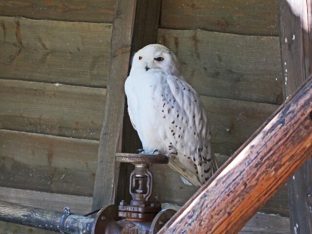 Erlebnis-Zoo Hannover.                                                                      Das ist das Schnee Eulen Männchen.