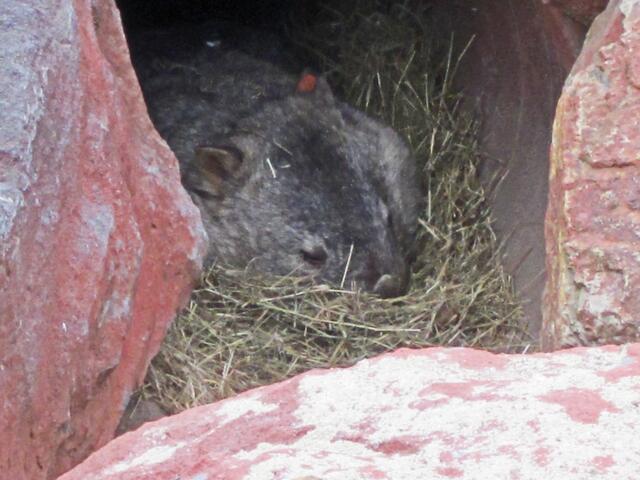 Erlebnis-Zoo Hannover.                                                         Der Nacktnasenwombat liegt tagsüber in seinem Bau.