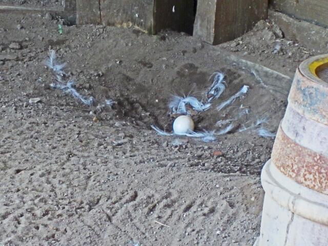 Erlebnis-Zoo Hannover.                                                                      Im Nest der Schnee Eule liegt ein Ei!