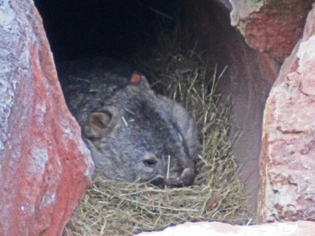 Erlebnis-Zoo Hannover.                                                         Der Nacktnasenwombat liegt tagsüber in seinem Bau.