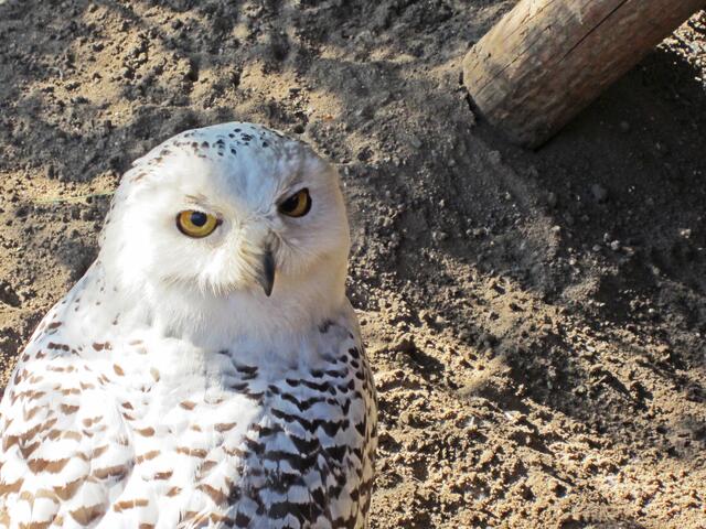 Erlebnis-Zoo Hannover.                                                                      Das ist das Schnee Eulen Weibchen.