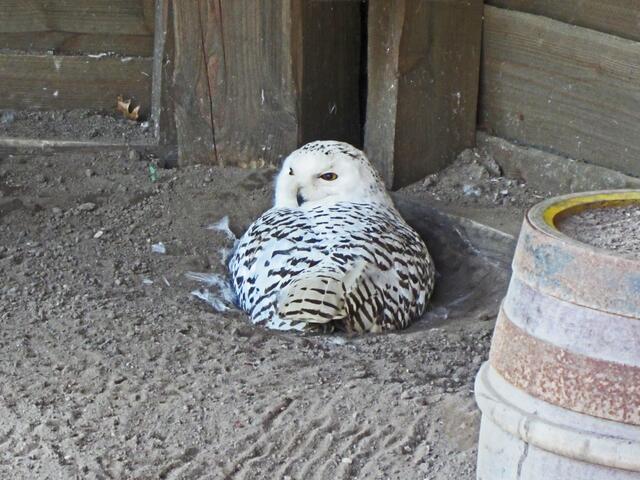 Erlebnis-Zoo Hannover.                                                                      Das ist das Schnee Eulen Weibchen. Sie sitzt bereits wieder auf ihrem Nest.