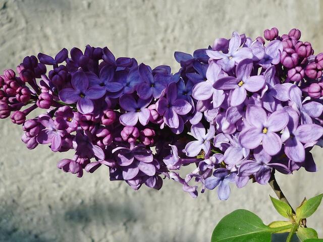Fliederblüte am 4.5.2012 !