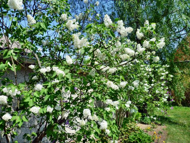 Fliederblüte am 4.5.2012 !