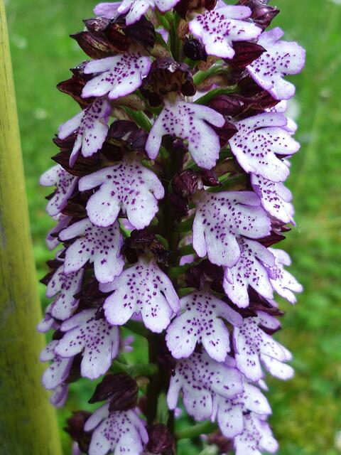 Purpurknabenkraut am 5.5.2012 !