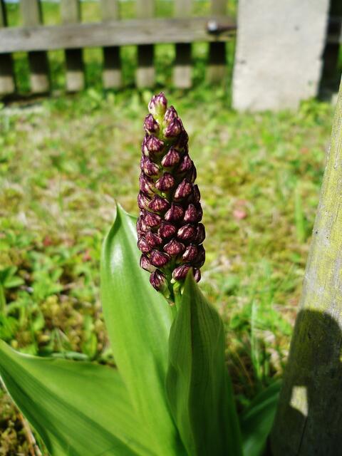 Purpurknabenkraut am 28.4.2012 !