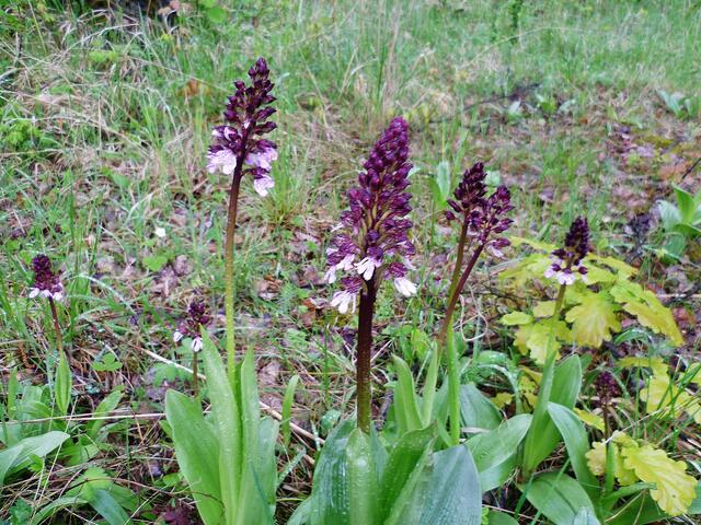 Purpurknabenkraut am 5.5.2012 !