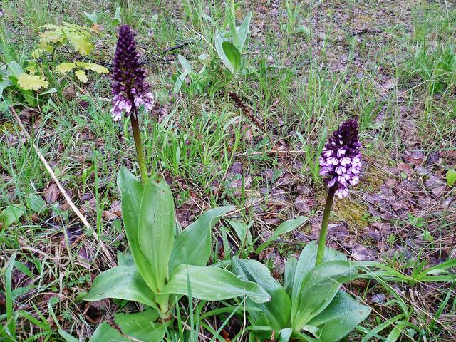 Purpurknabenkraut am 5.5.2012 !