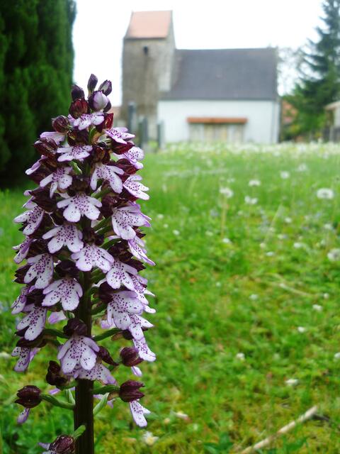 Purpurknabenkraut am 28.4.2012 !