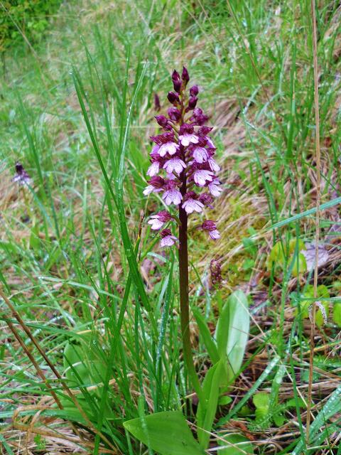 Purpurknabenkraut am 5.5.2012 !