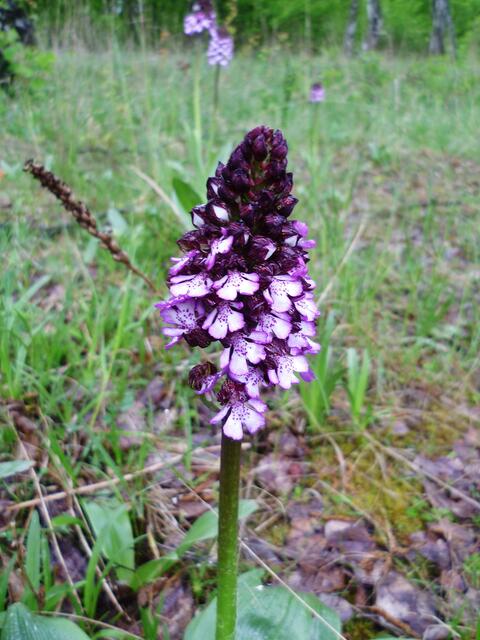 Purpurknabenkraut am 5.5.2012 !