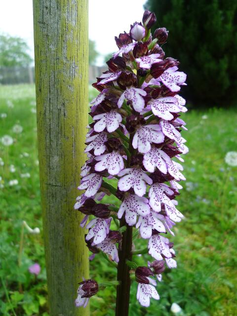 Purpurknabenkraut am 5.5.2012 !