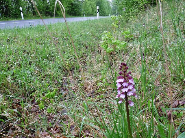 Purpurknabenkraut am 5.5.2012 !