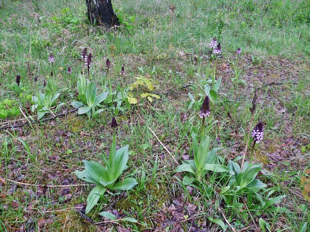 Purpurknabenkraut am 5.5.2012 !
