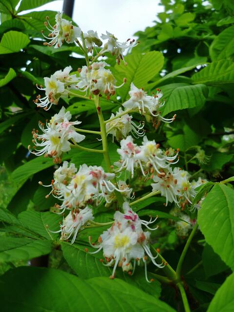 Kastanienblüte am 9.5.2012 !