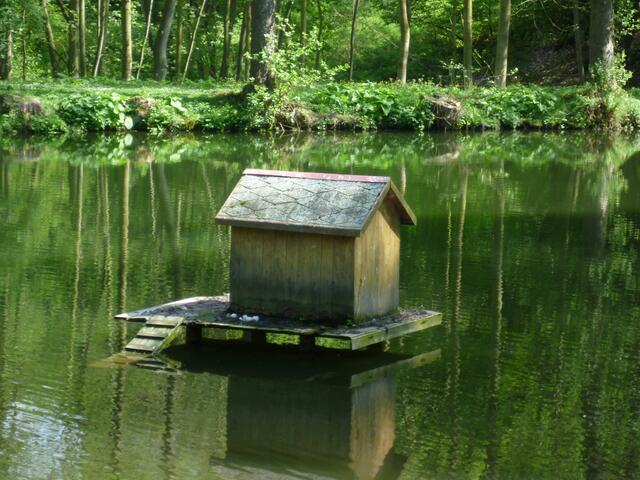 Schloßgartenteich,ehemaliger Mühlteich,ein ideales Brutgebiet,wer findet die Eier ?