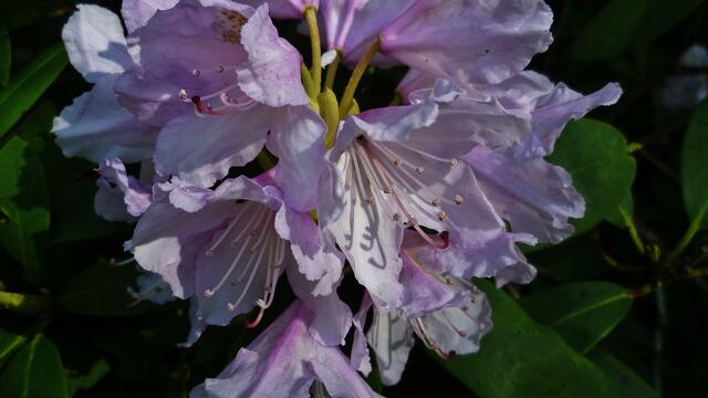 Rhododendrenblüte am 8.5.3012 !