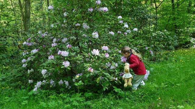 Blühender Rhododendrenbusch am 8.5.2012 !