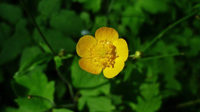 ... mal was Gelbes !